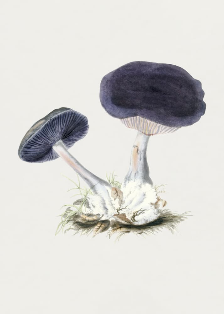 Vintage Violet Webcap Mushroom by Biodiversity Heritage Library — canvas wall art