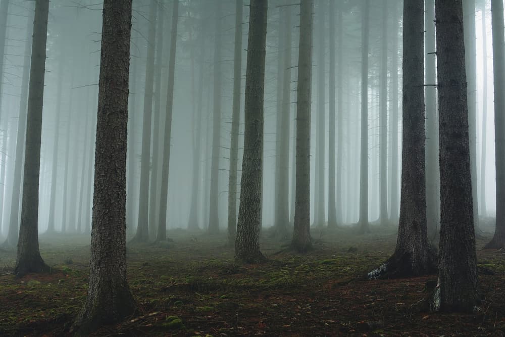 Deep Misty Forest by David Charouz — canvas wall art
