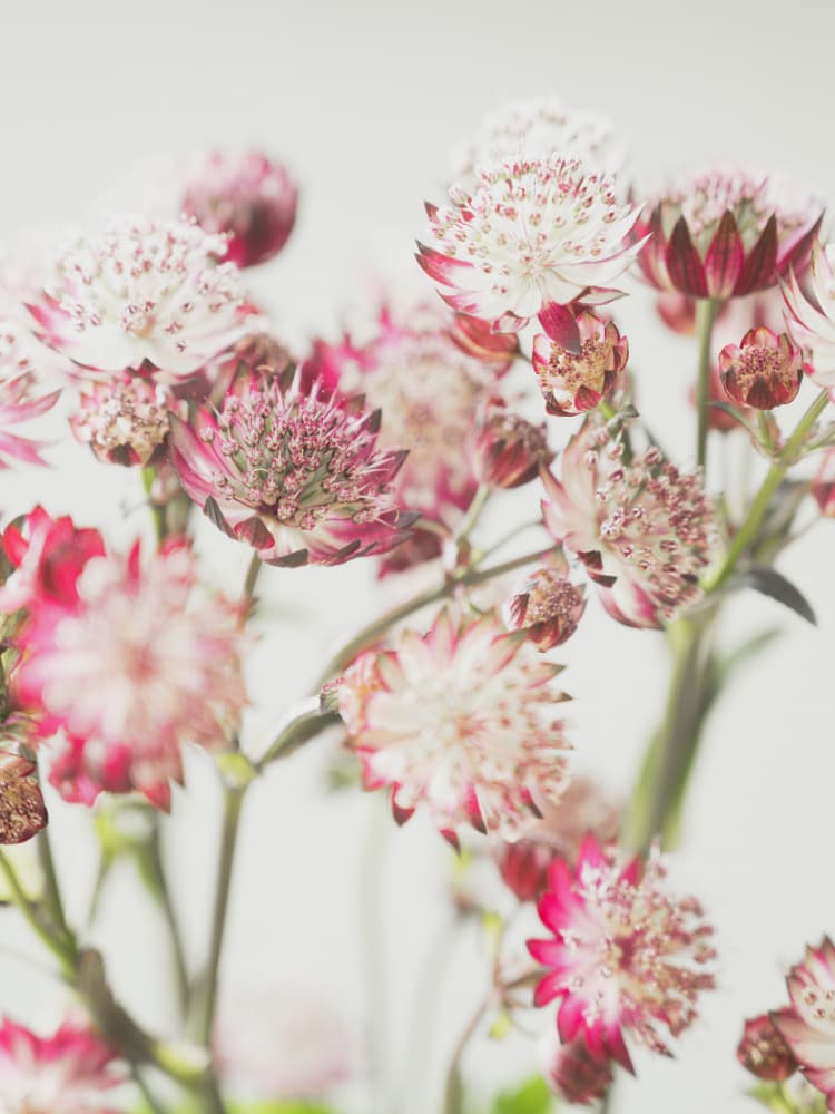 Delicate Pink Blooms by Christa Stroo — canvas wall art