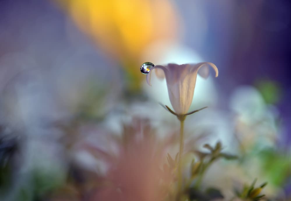 Delicate Dewdrop Flower by Heidi Westum — canvas wall art