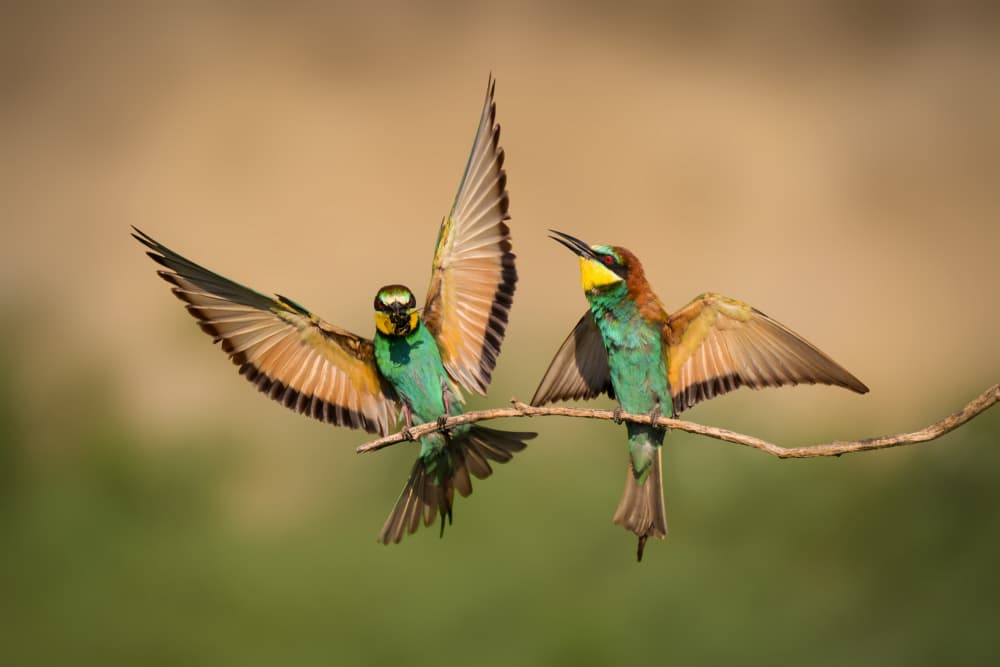 Vibrant Bee-eaters Perched by Rob Li — canvas wall art