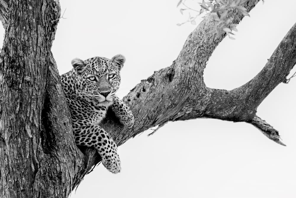 Curious Leopard Cub by Anita Singh — canvas wall art