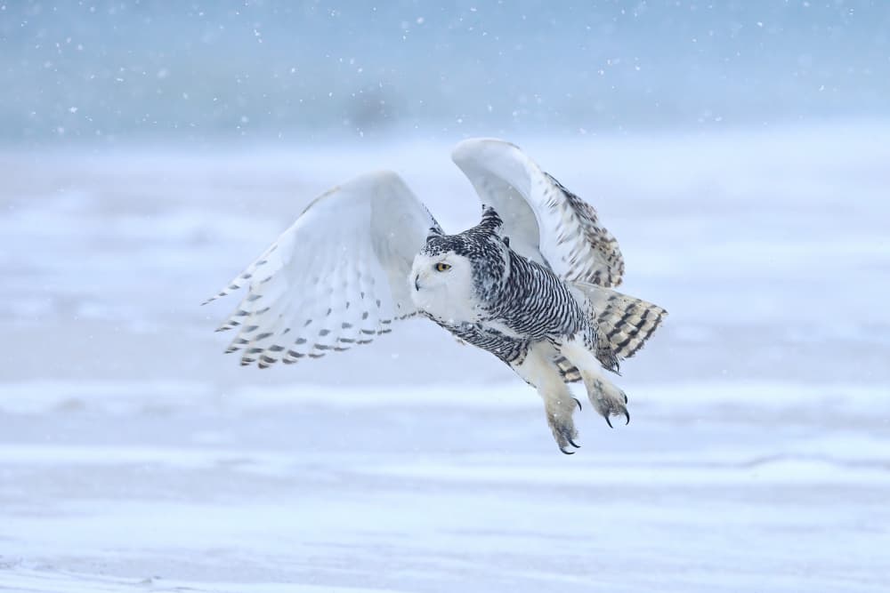 Snowy Owl In Flight by Gavin Lam — canvas wall art