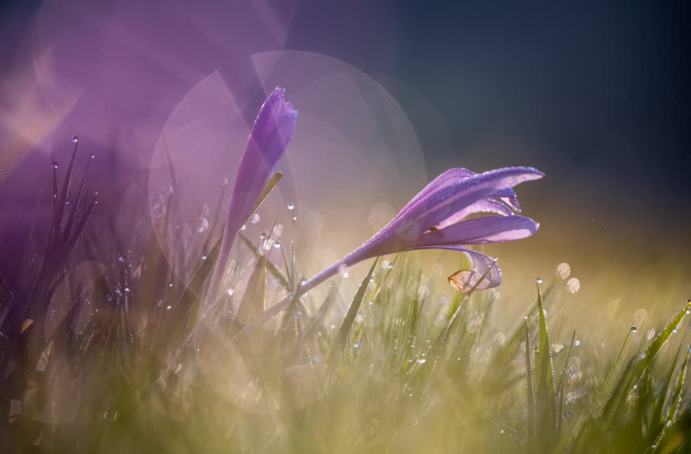 Dew Kissed Purple Blooms by Ulrike Eisenmann — canvas wall art