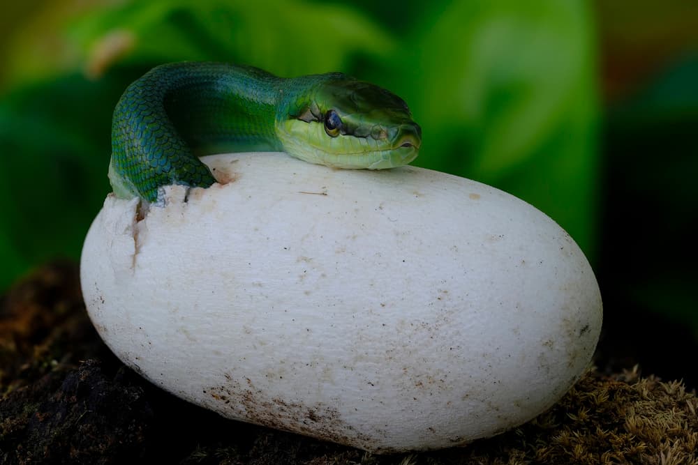 Green Snake Hatching by Phat Dao Tan — canvas wall art