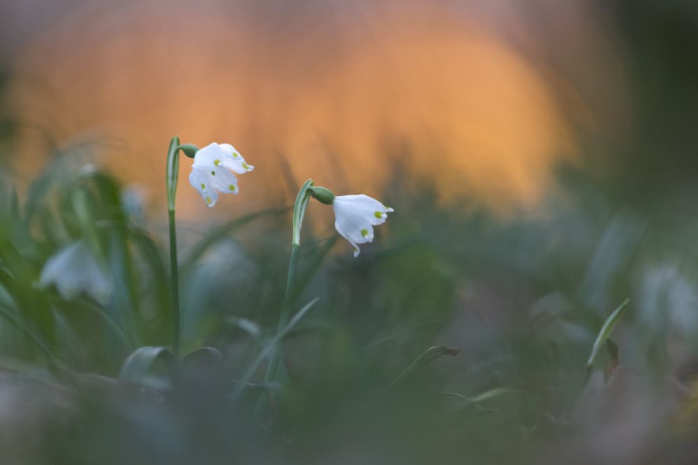 Delicate Spring Blooms by Bjoern Alicke — canvas wall art