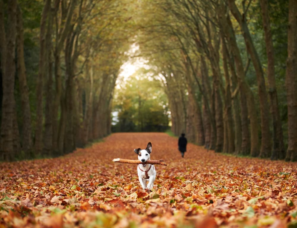 Running Dog Autumn Path by Charly Lataste — canvas wall art