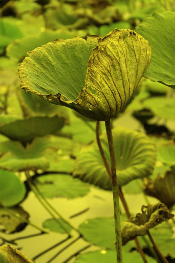 Serene Lotus Leaves by Santhosh ch — canvas wall art