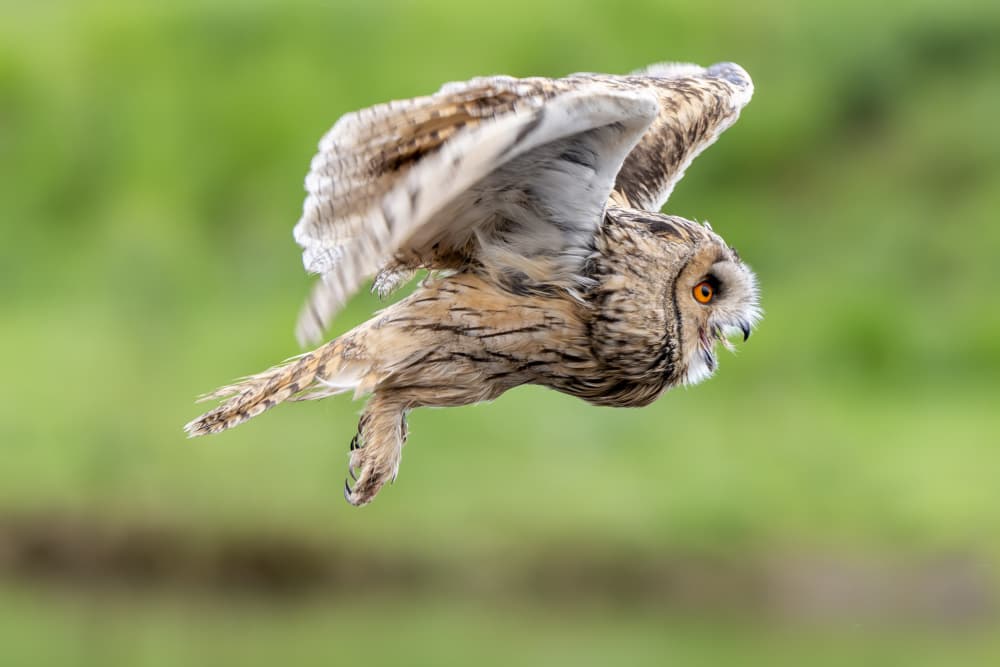 Focused Owl in Flight by Caroline Wirtz — canvas wall art