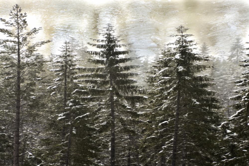 Snowy Winter Forest by Christina Sillen — canvas wall art