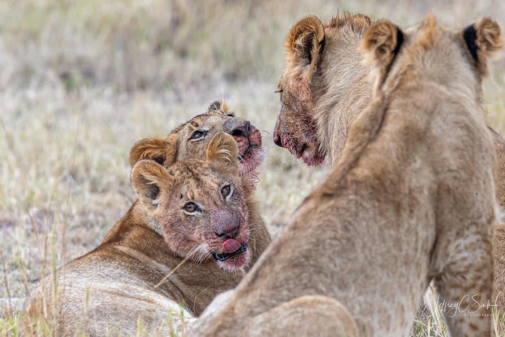 Lion Cubs After Feast by Jeffrey C. Sink — canvas wall art