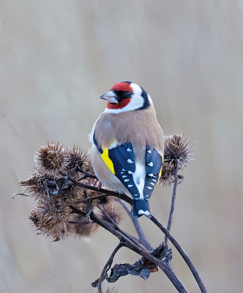 Winter Goldfinch Perch by Allan Wallberg — canvas wall art