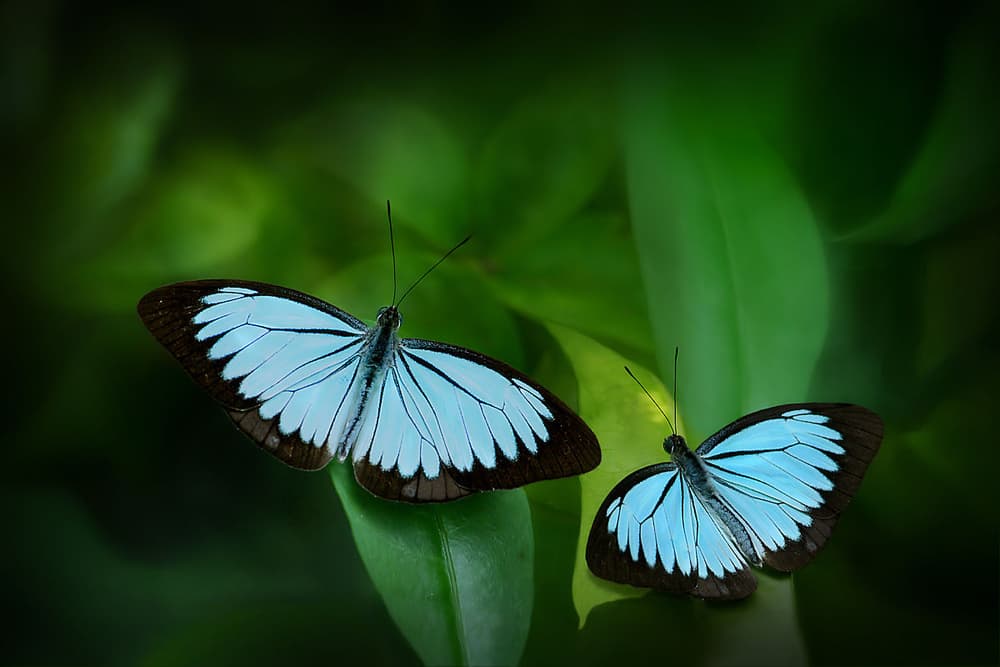 Delicate Blue Butterflies by Jimmy Hoffman — canvas wall art
