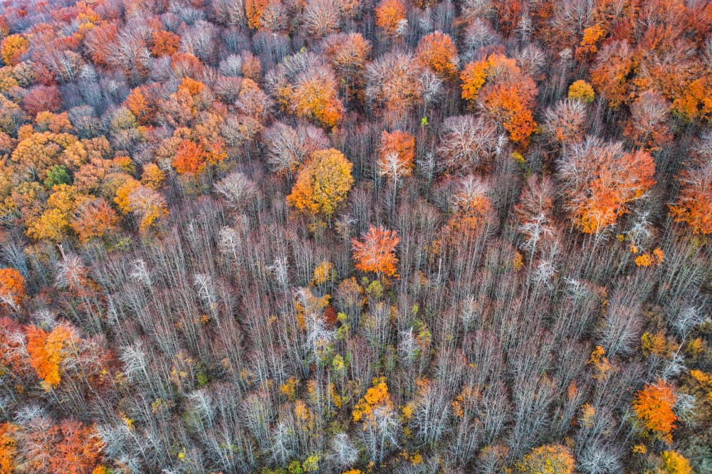 Vibrant Autumn Forest by Luigi Ruoppolo — canvas wall art
