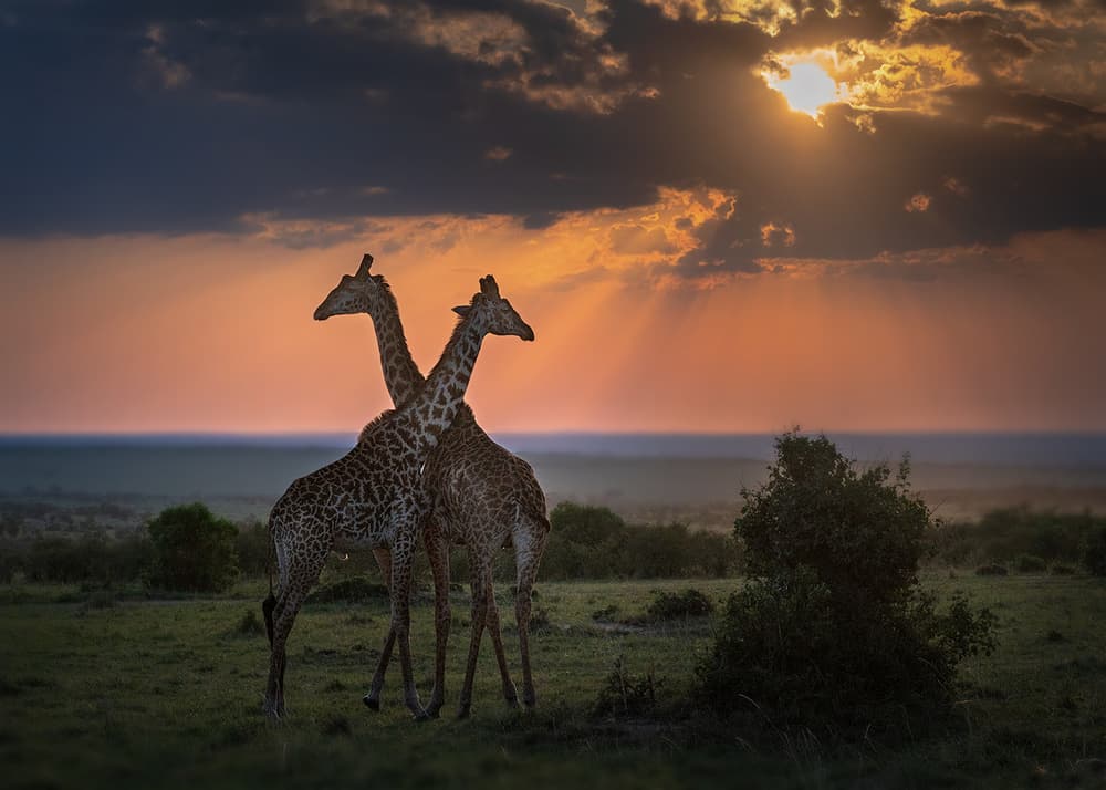 Giraffe Sunset Embrace by Annie Poreider — canvas wall art