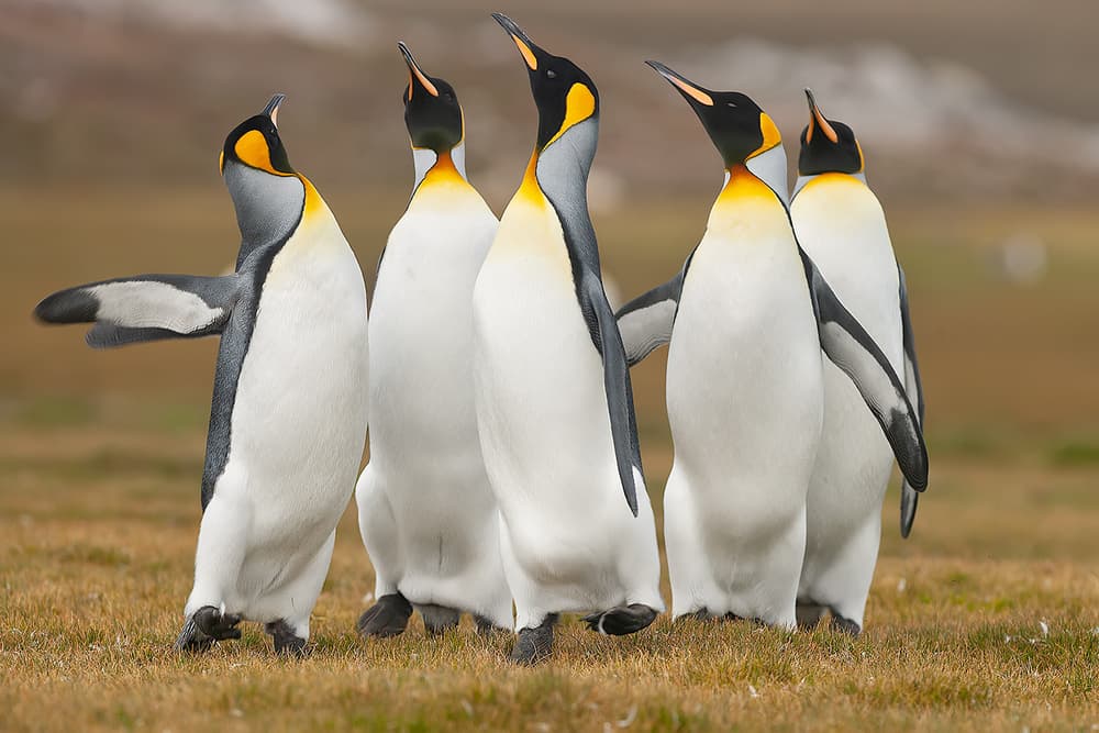 King Penguins Looking Up by Joan Gil Raga — canvas wall art