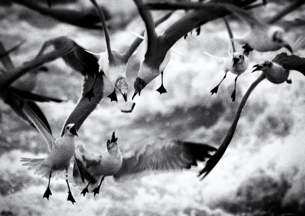 Seagull Flight Action by Michael Burlak — canvas wall art