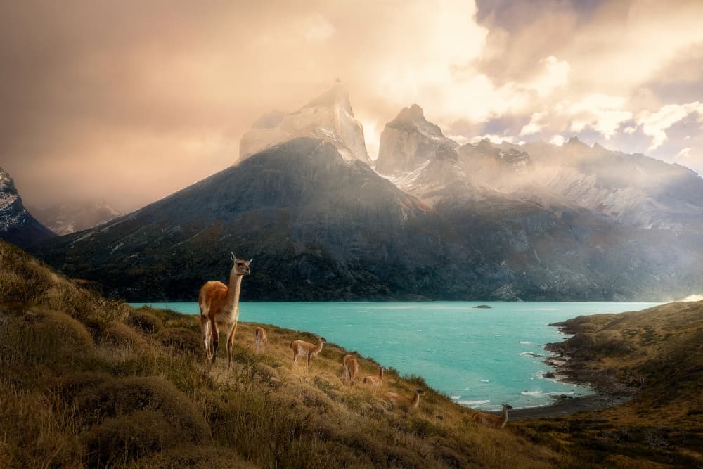 Patagonia Guanaco Peaks by Dennis Zhang — canvas wall art