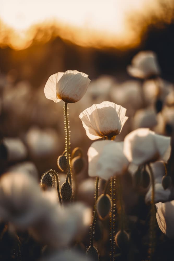 Golden Blooming Dawn by Treechild — canvas wall art