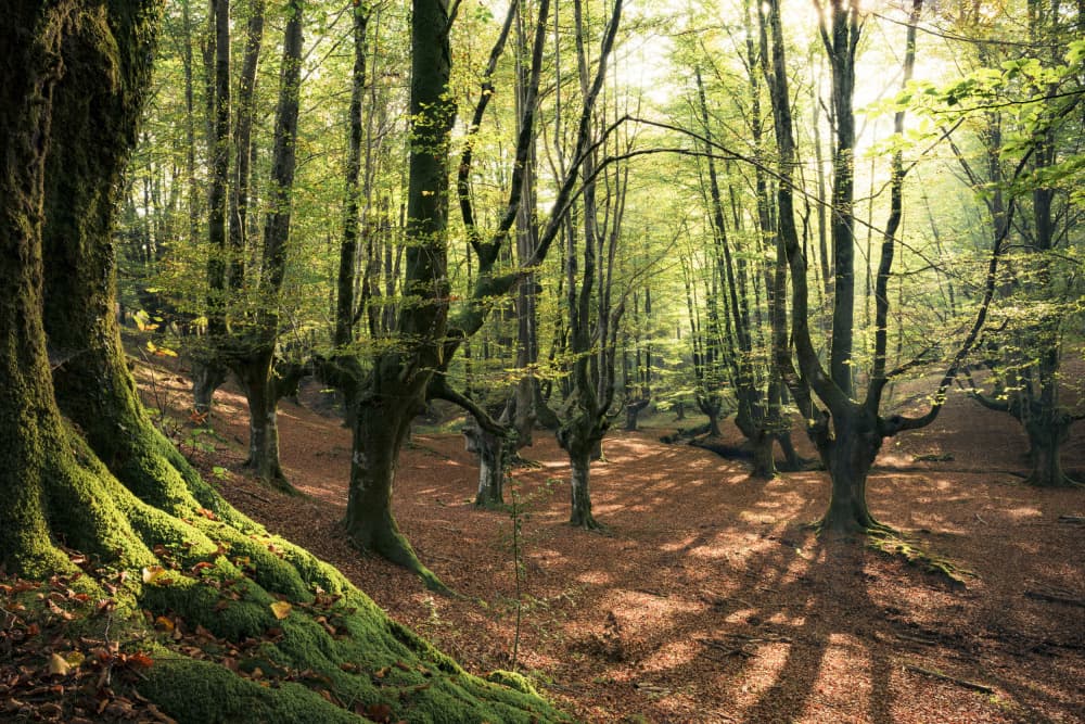 Forest Love by Stefan Hefele — canvas wall art