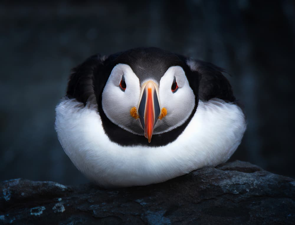 Watchful Puffin Portrait by Erik Engström — canvas wall art