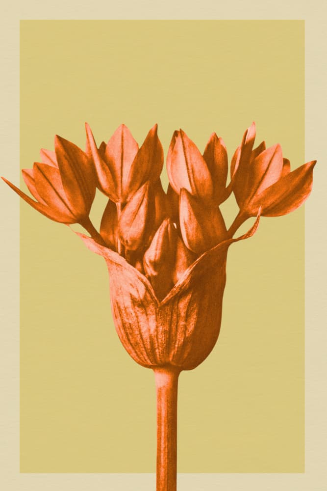 Orange Botanical Buds by Wild Violets — canvas wall art