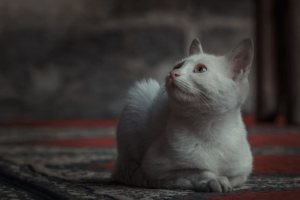 Curious White Cat by hishamtwhed — canvas wall art