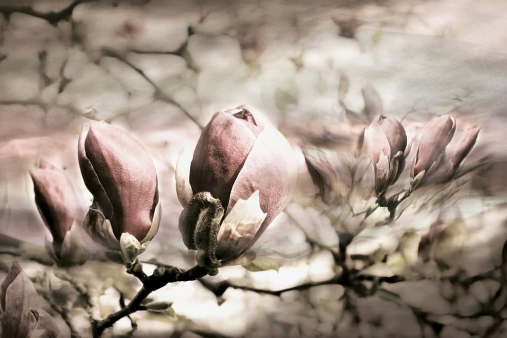 Soft Magnolia Buds by Christina Sillen — canvas wall art