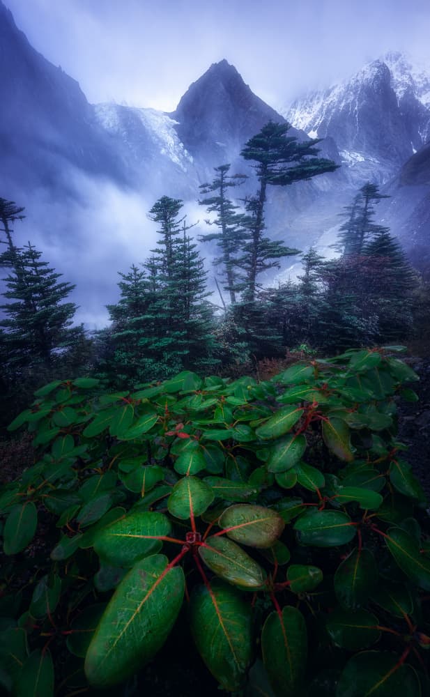 Misty Mountain Forest by Damon Hao — canvas wall art