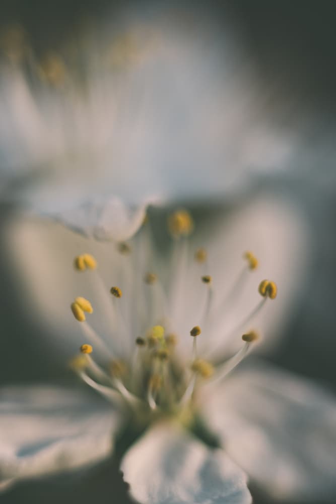 Delicate Spring Blossom by Javier Pardina — canvas wall art