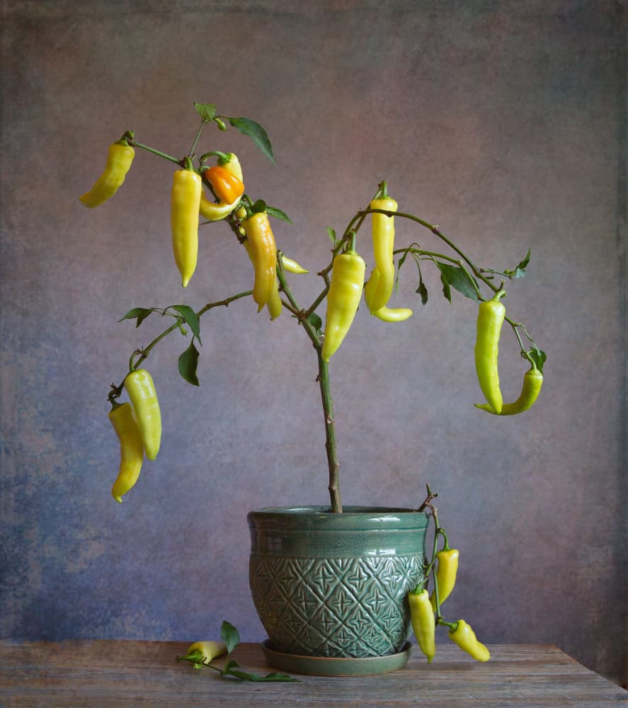 Rustic Potted Peppers by Fangping Zhou — canvas wall art