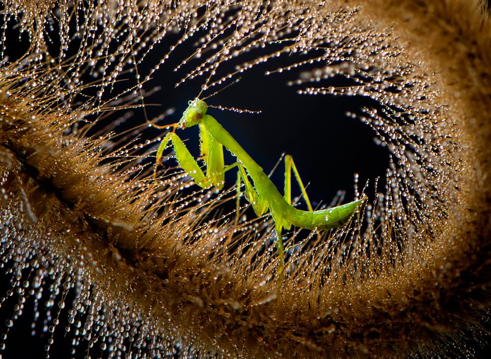 Praying Mantis Dewdrops by Rooswandy Juniawan — canvas wall art