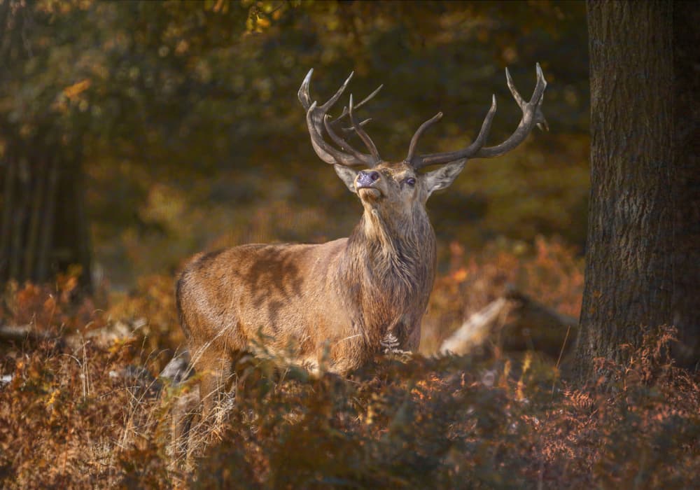 Majestic Forest Stag by Marketa Zvelebil PhD LRPS CrGP. — canvas wall art