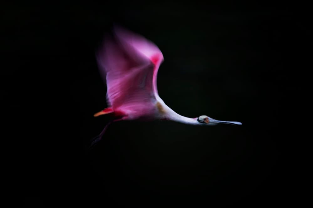 Pink Bird in Flight by Phillip Chang — canvas wall art