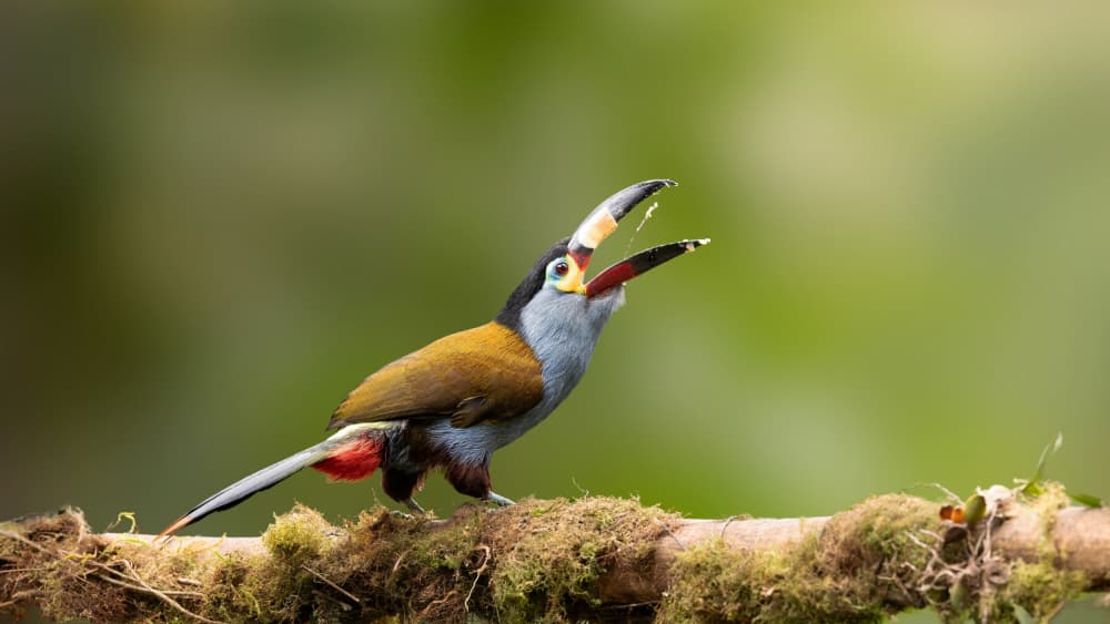 Vibrant Jungle Toucanet by Bill Lu — canvas wall art
