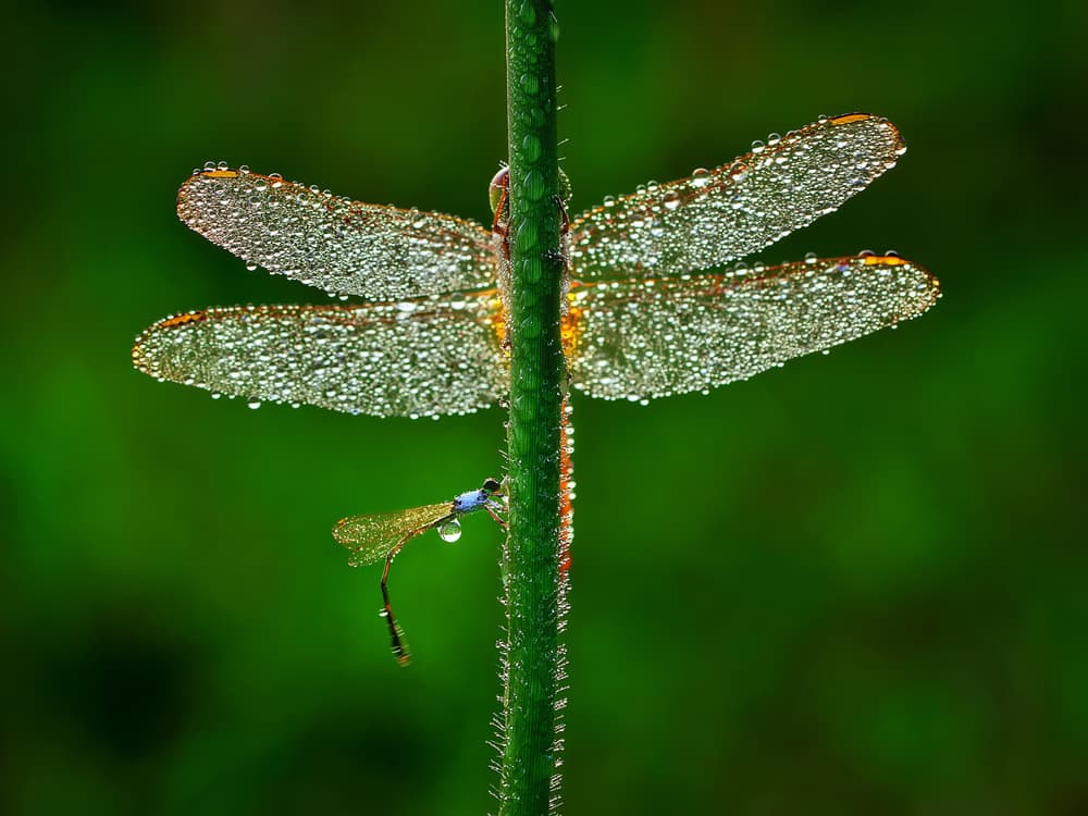 Morning Dew Dragonflies by Adhi Prayoga — canvas wall art