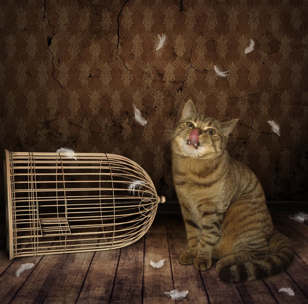 Mischievous Cat Licking Lips by Iryna Kuznetsova (Iridi) — canvas wall art