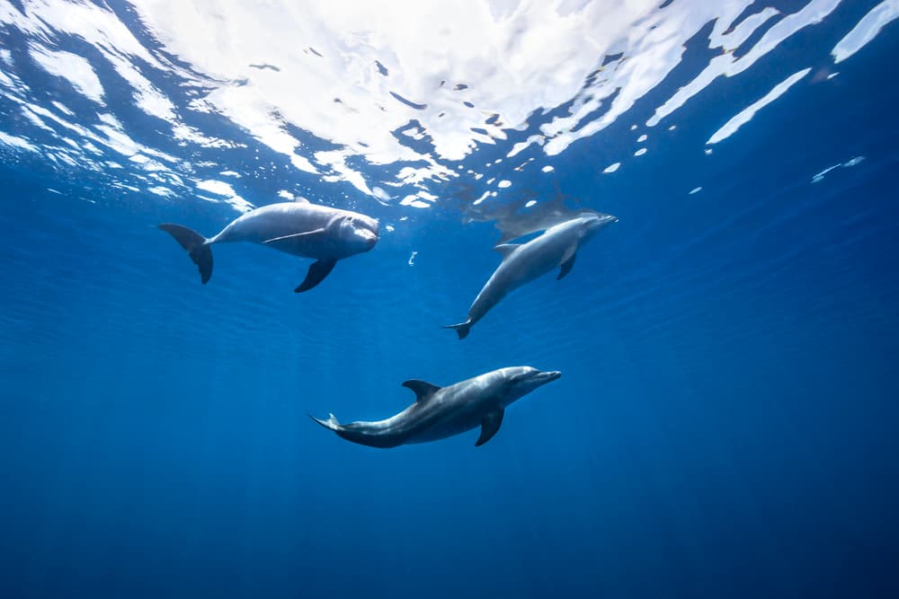 Sunlit Underwater Dolphins by Barathieu Gabriel — canvas wall art