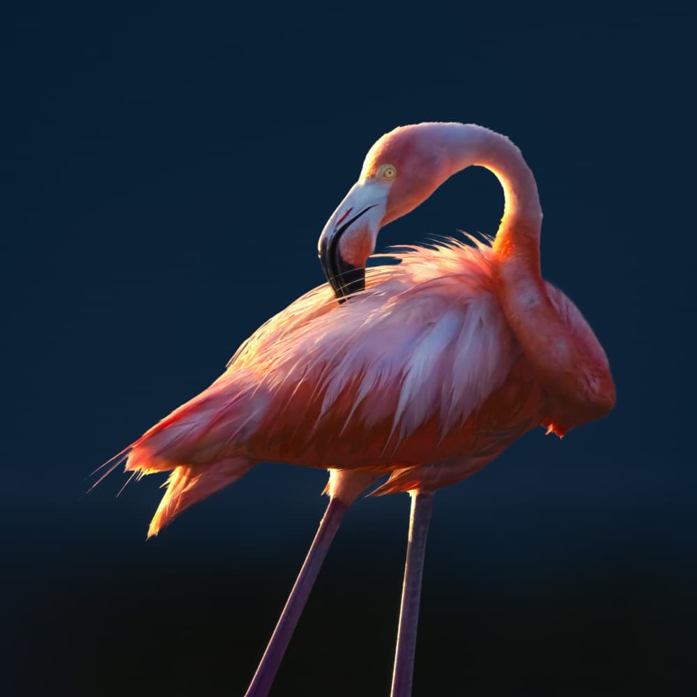 Elegant Pink Flamingo by Li Ying — canvas wall art