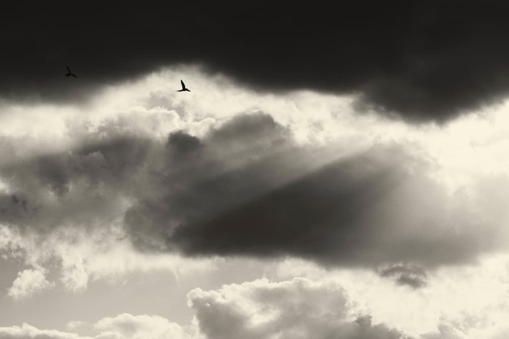Birds Soar Through Clouds by Tal Paz-Fridman — canvas wall art