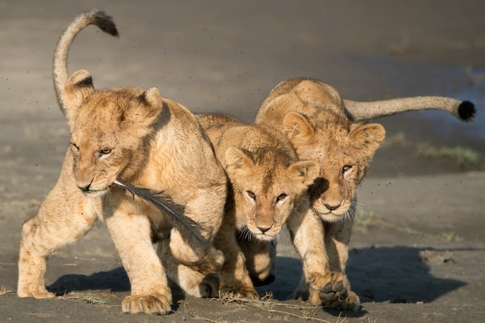 Three Playful Lion Cubs by Simon Roppel — canvas wall art