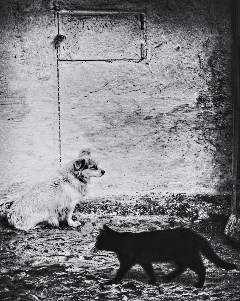 Chained Dog and Black Cat by txules — canvas wall art