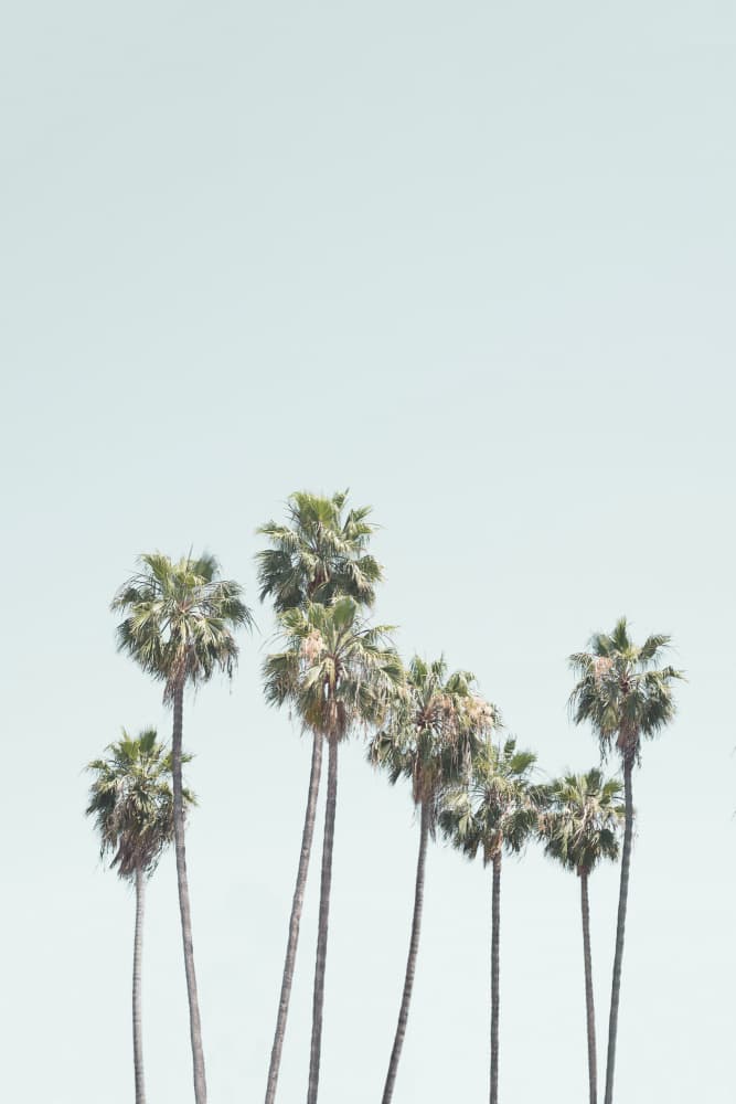 Blue Palm Trees by Kathrin Pienaar — canvas wall art