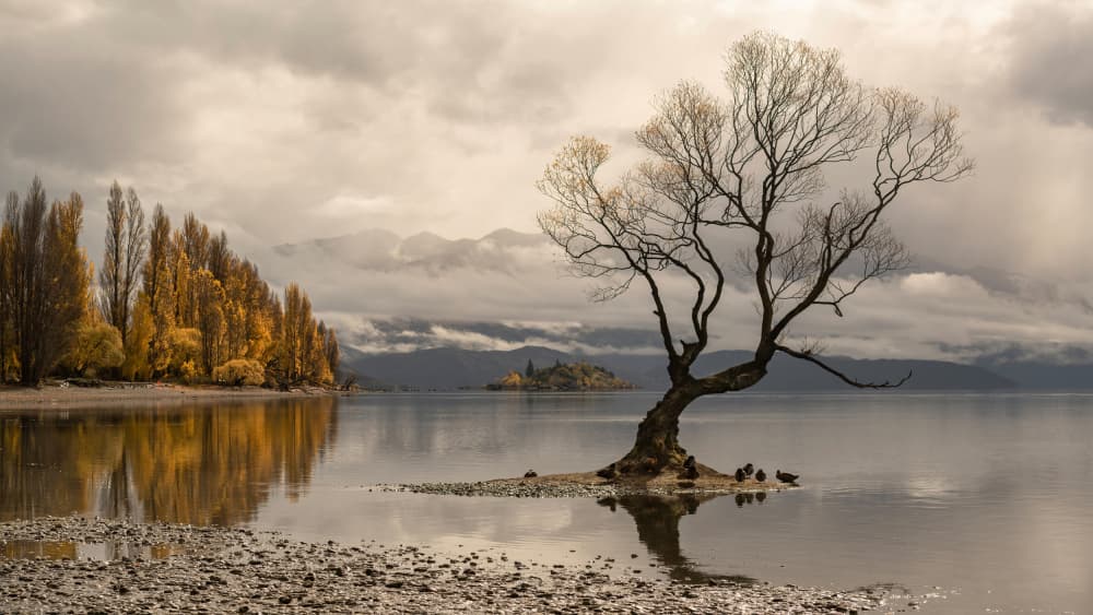Misty Autumn Lake Tree by Emanuel Papamanolis — canvas wall art