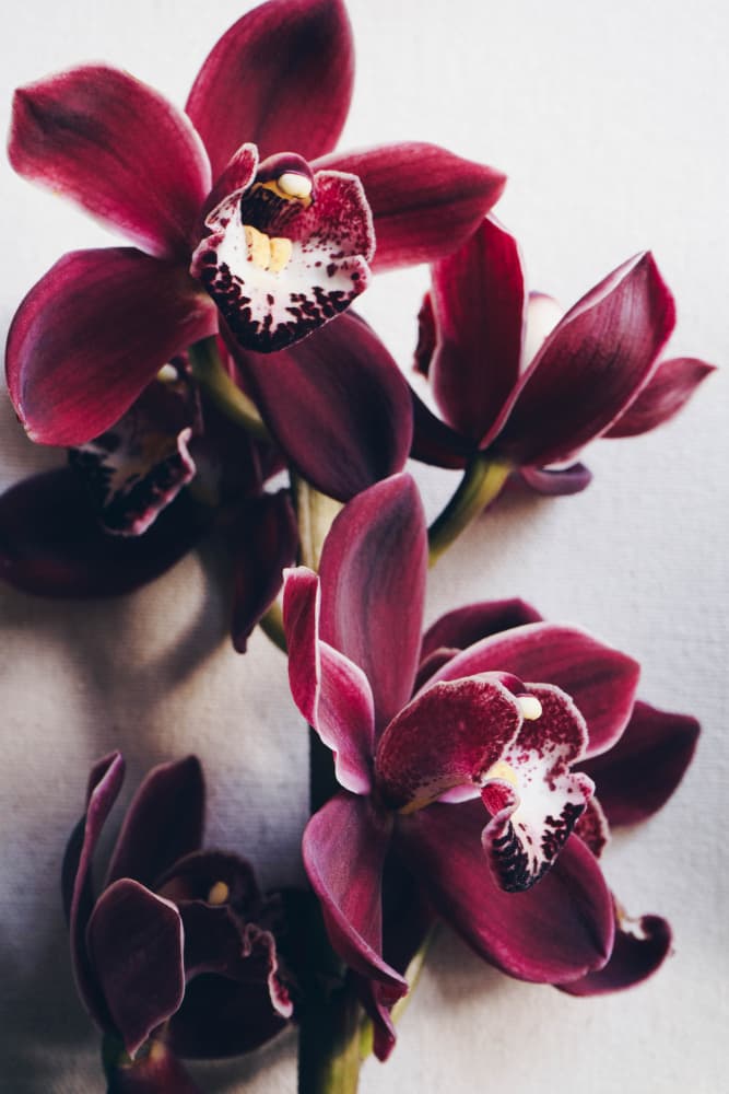Orchid Elegance by uplusmestudio — canvas wall art