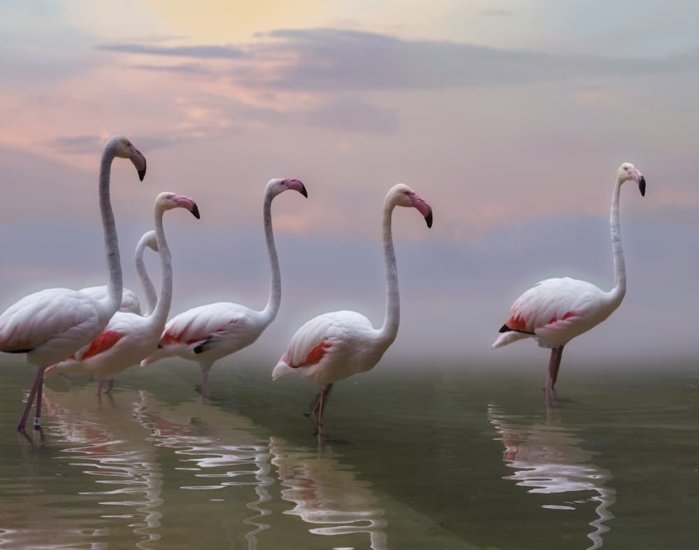 Serene Flamingos Wading by Krystina Wisniowska — canvas wall art