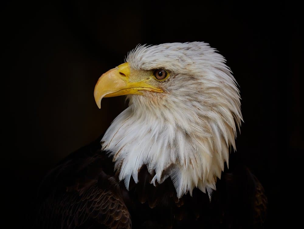 Regal Eagle Portrait by Stuart Williams — canvas wall art