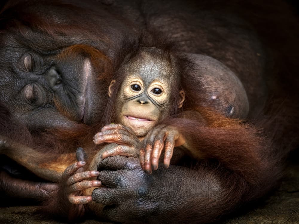 Loving Orangutan Embrace by Prabu Dennaga — canvas wall art