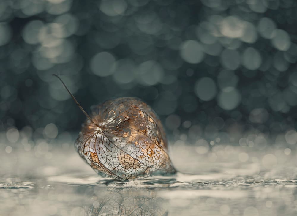 Delicate Physalis Reflection by Nikki Georgieva V E G A N I K — canvas wall art