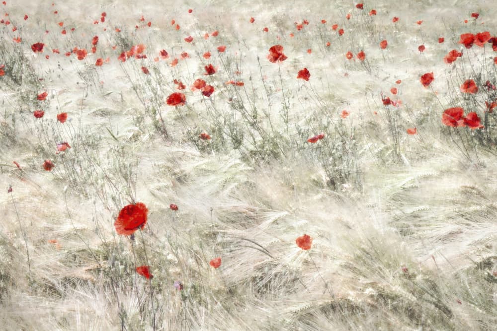 Dreamy Poppy Field by Gilbert Claes — canvas wall art